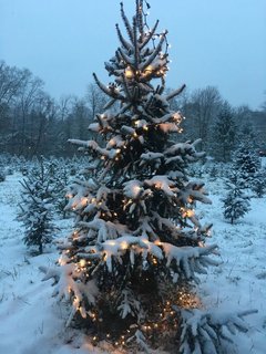winter_tree